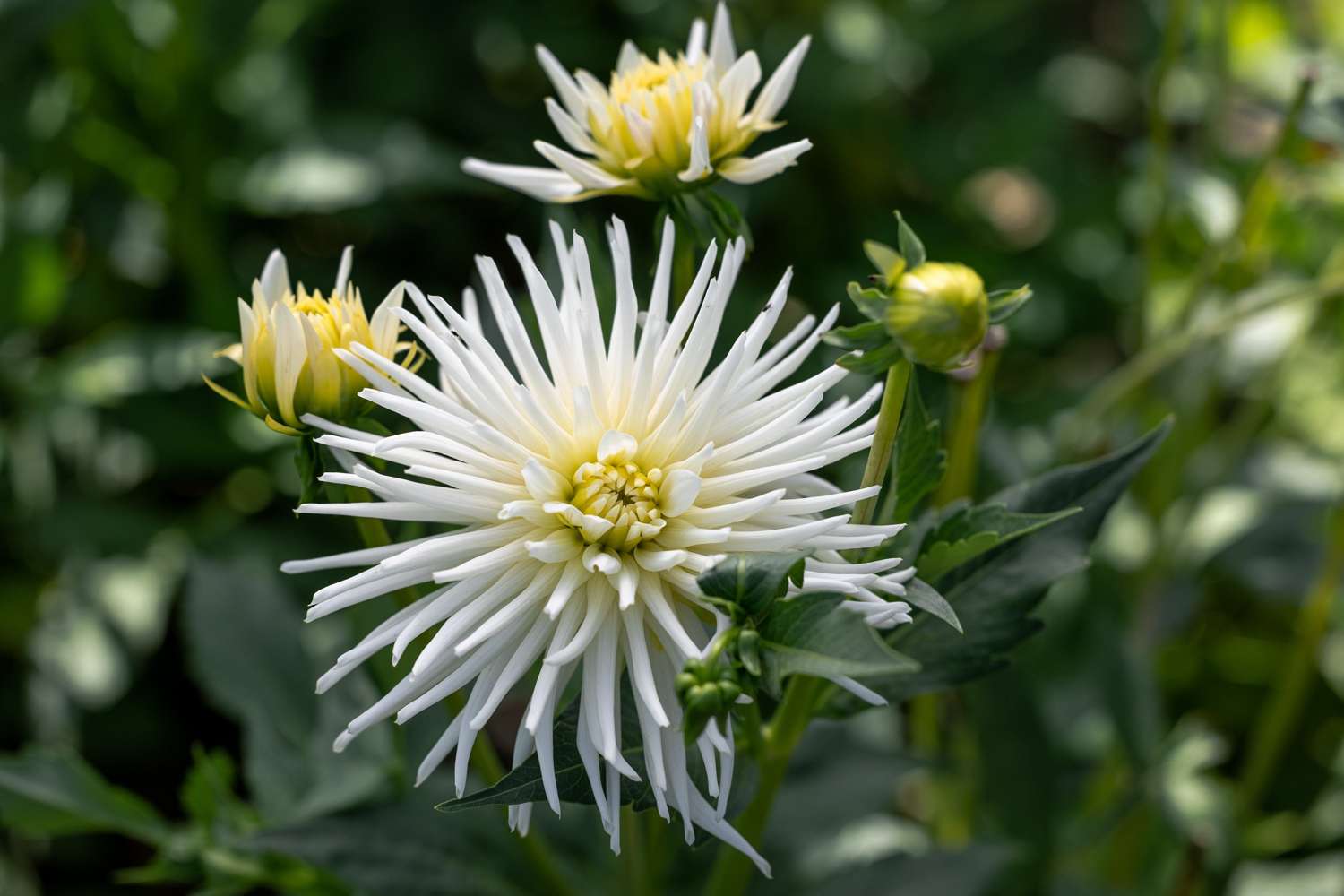 Dahlie 'Playa Blanca'